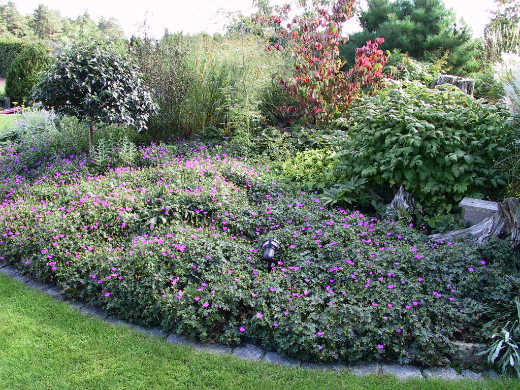 Geranium sanguineum Max Frei 02.jpg